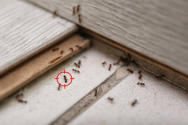 Best Termite Control Services  in Salem, SD