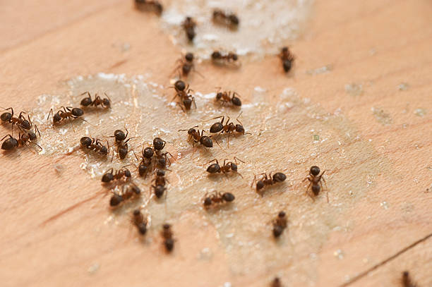 Best Exterminator Services  in Salem, SD