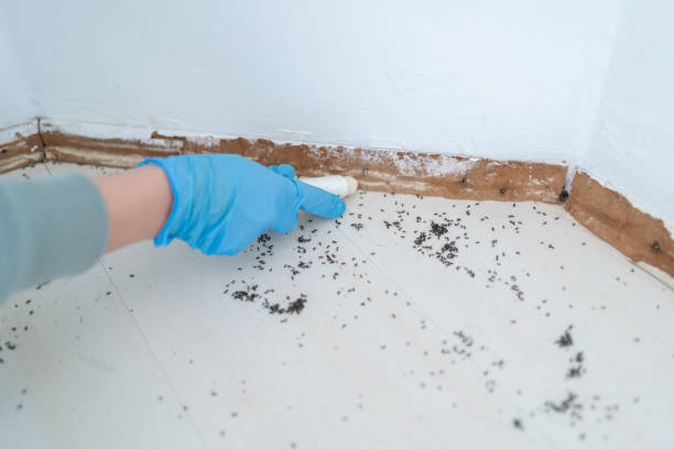 Best Flea Control Services  in Salem, SD