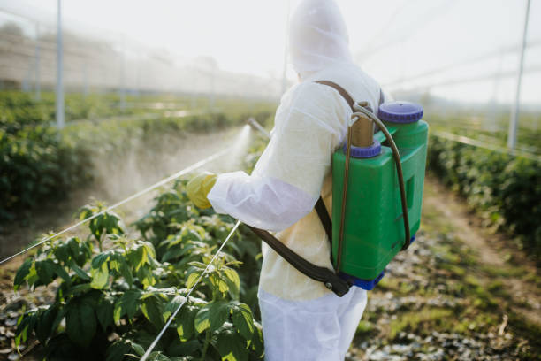 Wasp Removal Services in Salem, SD